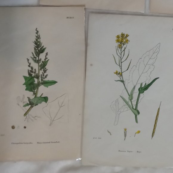 Vintage 1870 Botanical Prints Collectible - Picture 10 of 14